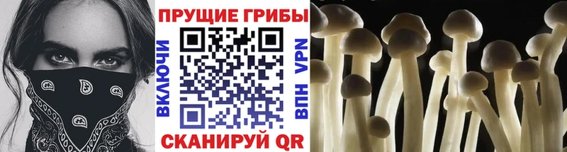 Псилоцибиновые грибы Magic Shrooms  где купить наркоту  Билибино 